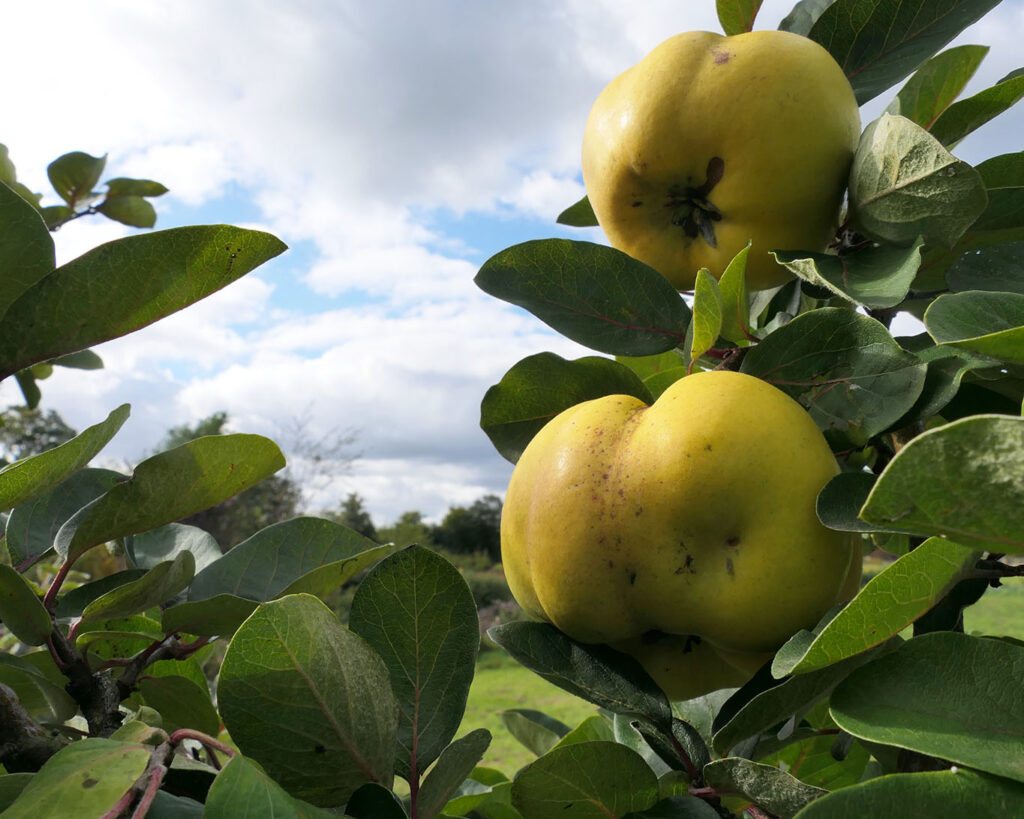 Reife Quitten am Baum im holsteinschen Ort Jersbek zu dem kein Kloster gehört.