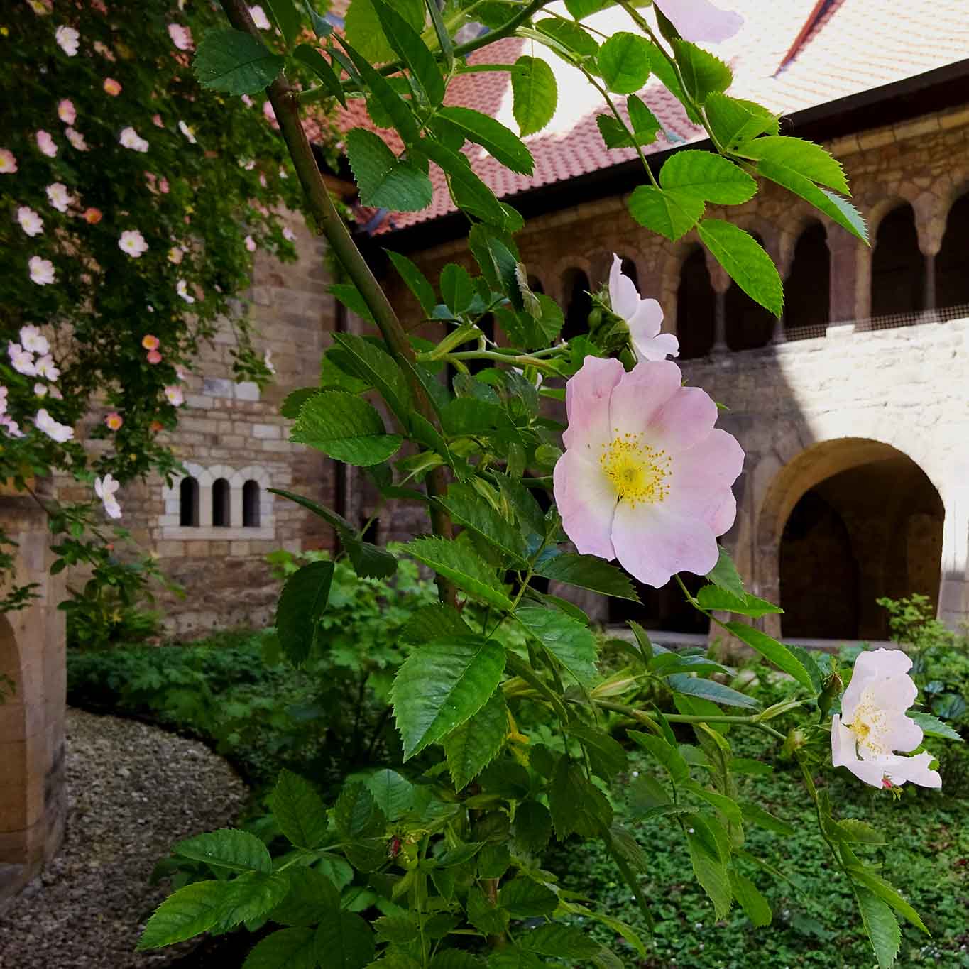 Der tausendjährige Rosenstock am Hildesheimer Dom ist ein eindrucksvolles Bild für identitätsstiftende Legenden und Glauben.
