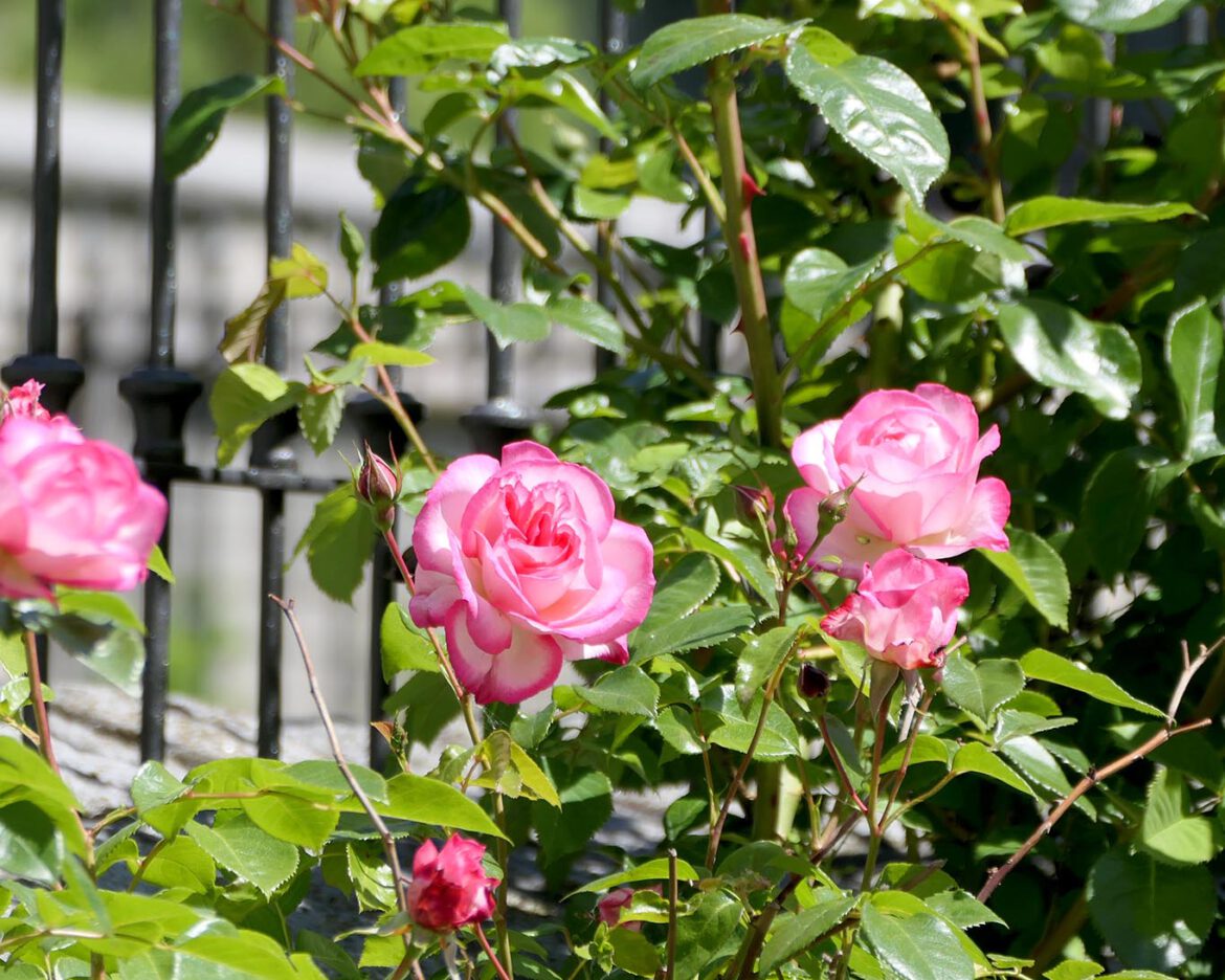 Rosen am Gitter zum Klostergarten des Stifts Marienstern.