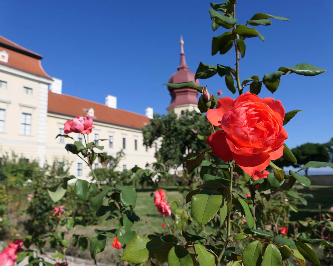 Rote Rose auf der Terrasse des Stifts Göttweig.