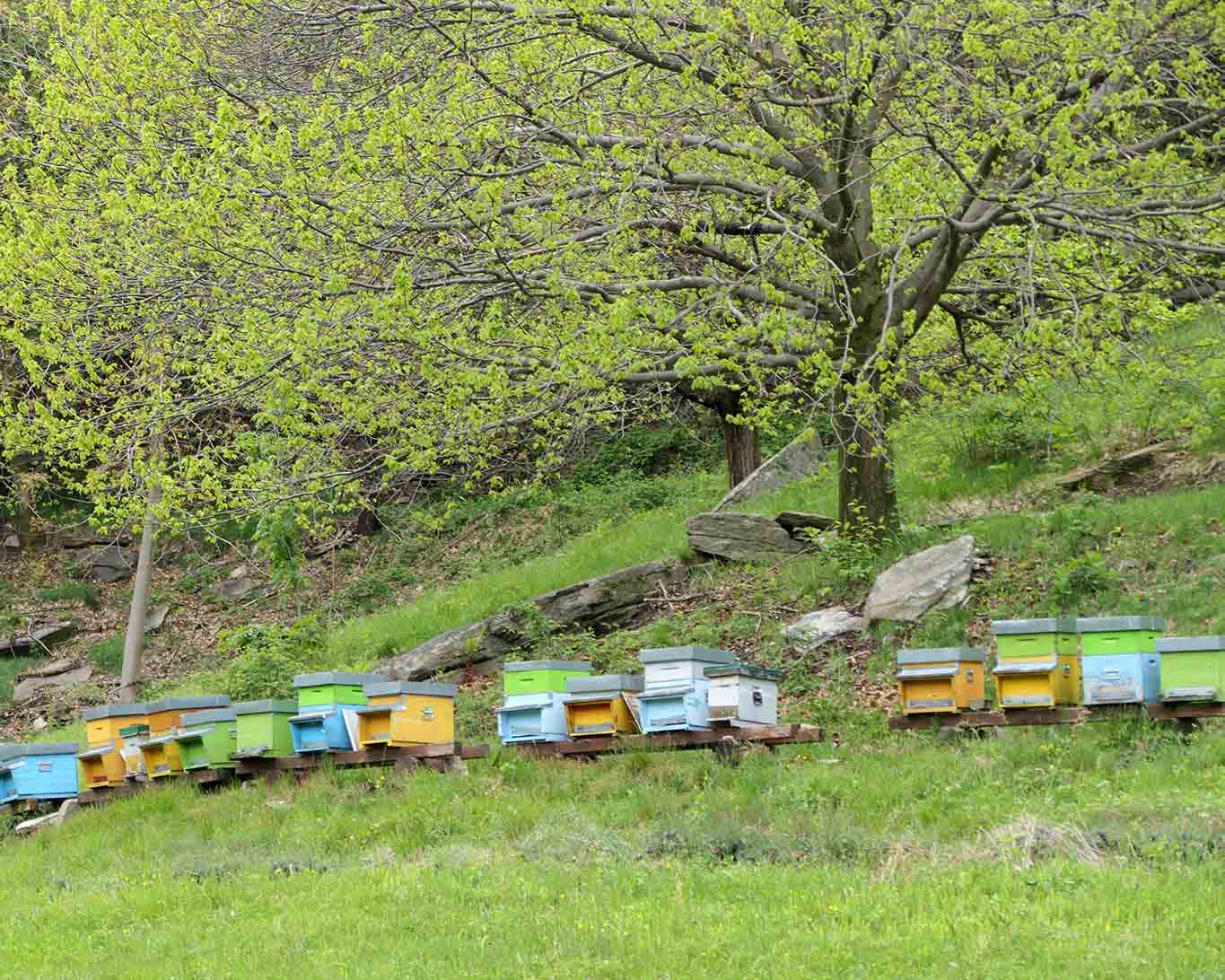 Bienenstöcke und ihre Völker versorgen die Mönche des Klosters Dominus Tecum im Piemont mit Honig aus dem Wald.
