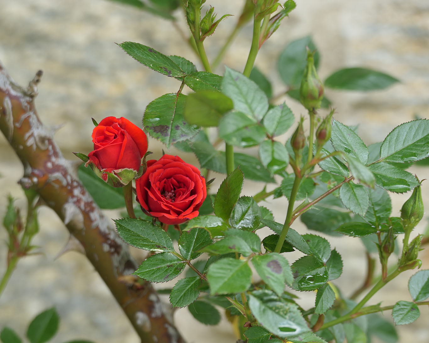 Rosenstock im Piemonter Zisterzienserkloster Dominus Tecum.