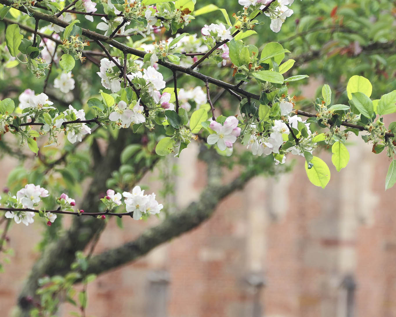 Der Obstbaumbestand gehört in jeden Klostergarten aus Notwendigkeit, zur Freude und zum Genuss.