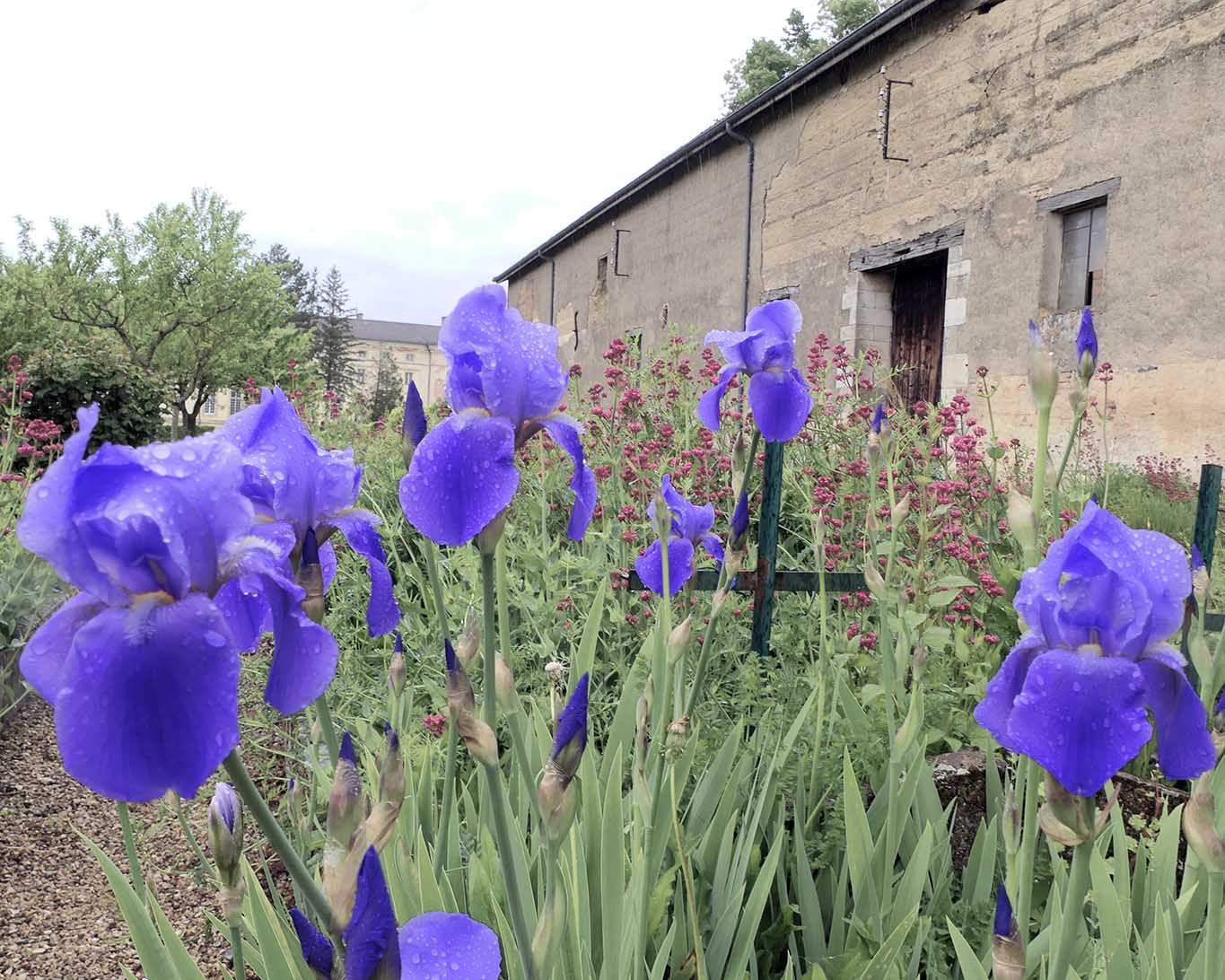 Was wären Frankreich und das Burgund ohne seine Lilien?