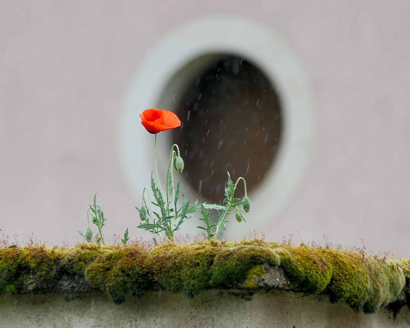 Die schönsten Blumen sind manchmal die standhaftesten. Sie suchen sich einen kargen Fleck um mit ihren Blüten zu beeindrucken. Das schaffen sie selbst bei stärksten Regen.