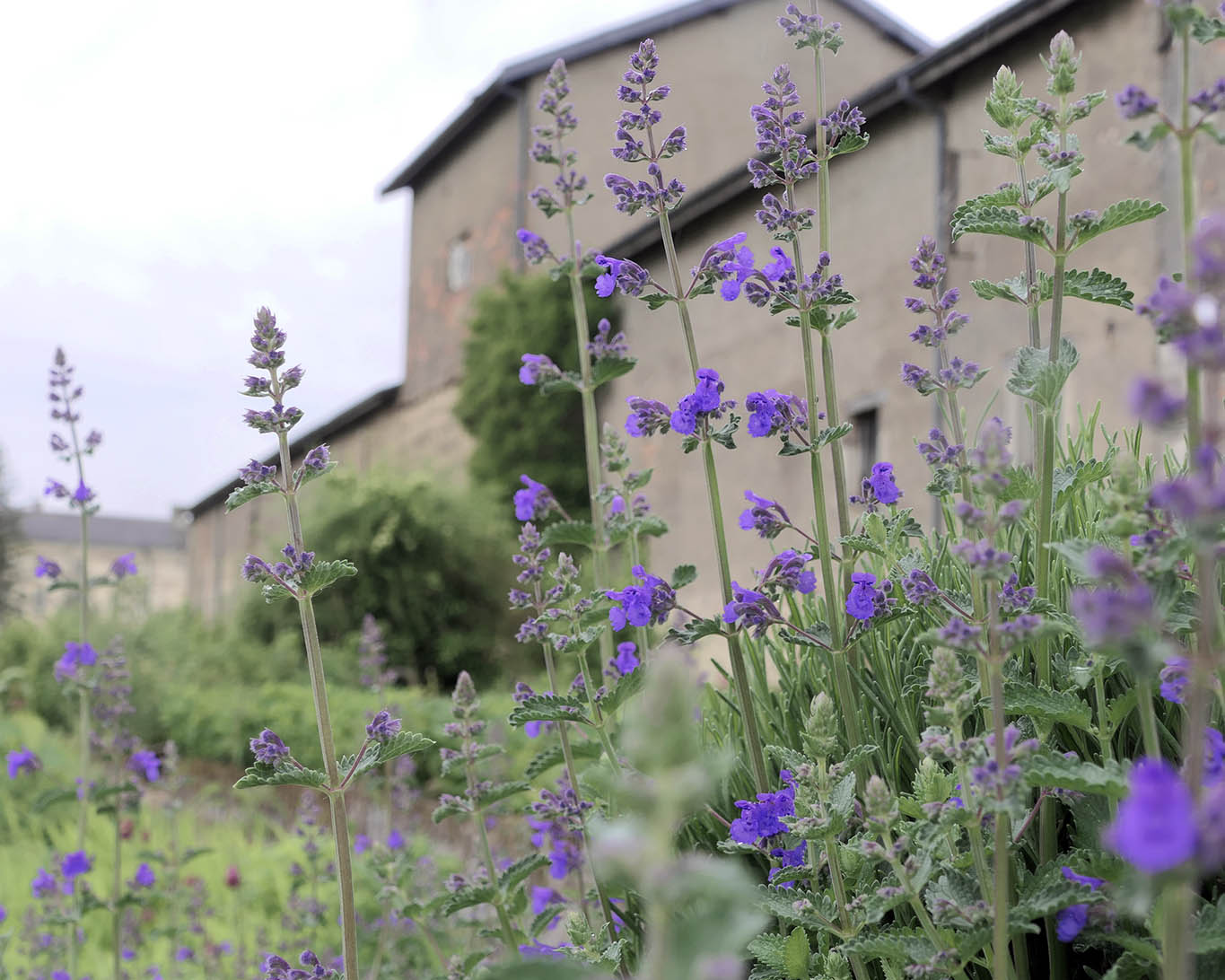 Poleiminze wie sie in keinem Klostergarten fehlen darf.