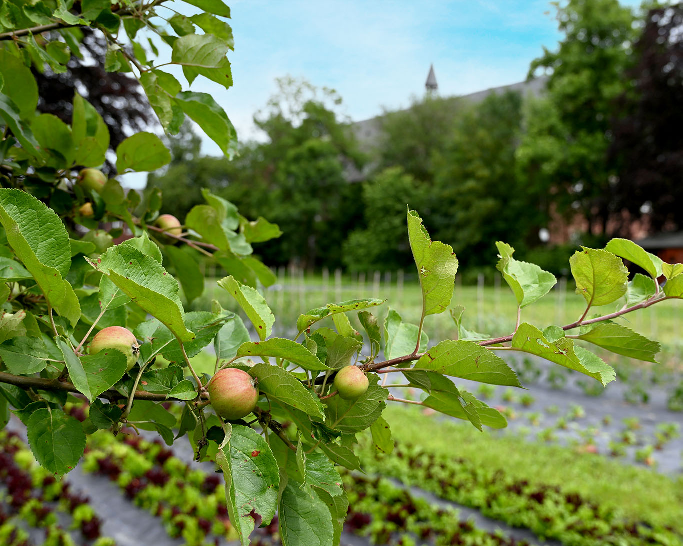 Einen beeindruckenden Obstbaumbestand hat das Kloster Langwaden. Besonders beeindruckt die Vielfalt an Sorten.