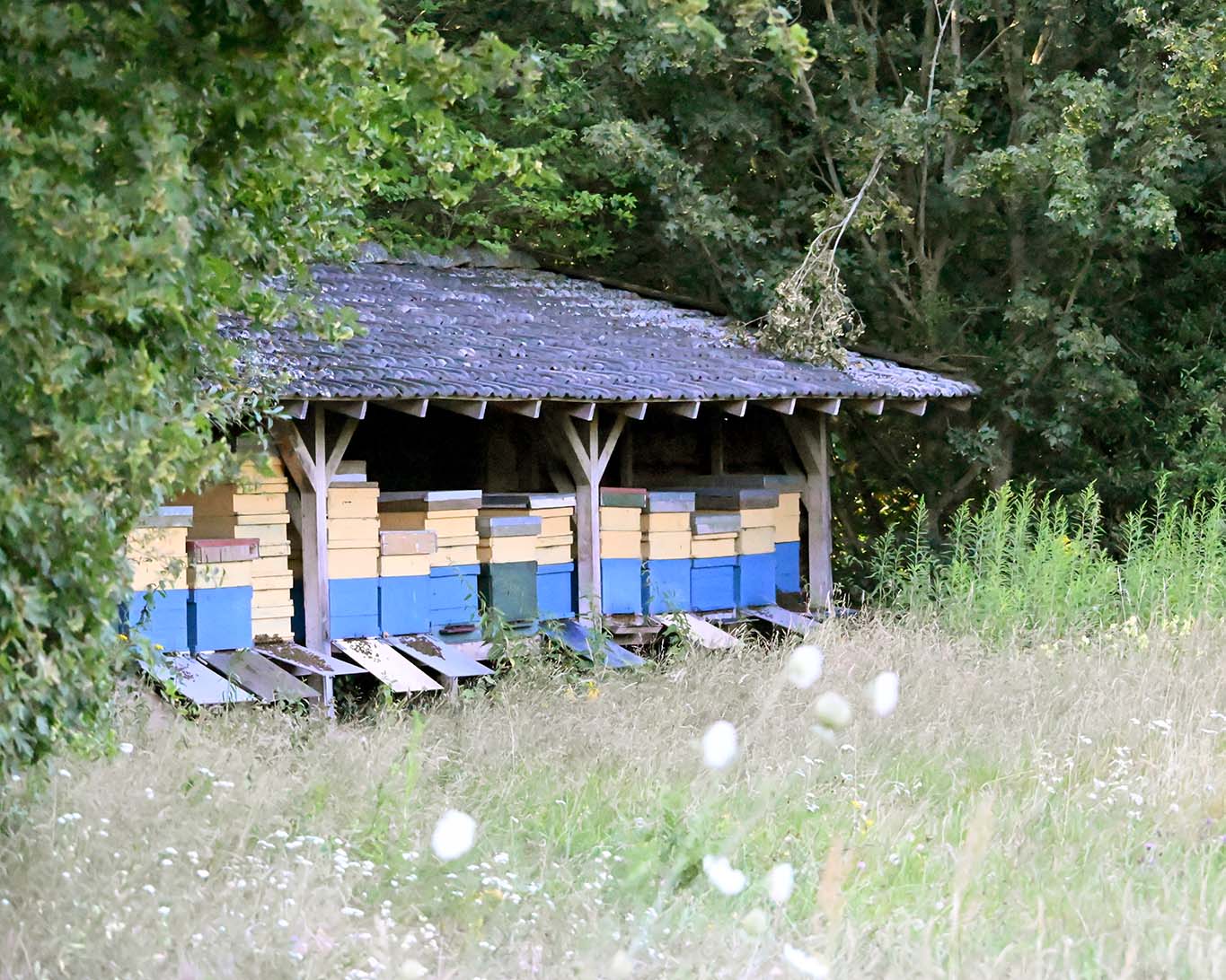 Die Bienen schienen von der Hitze erschöpt. Es war ein langer heisser Tag.