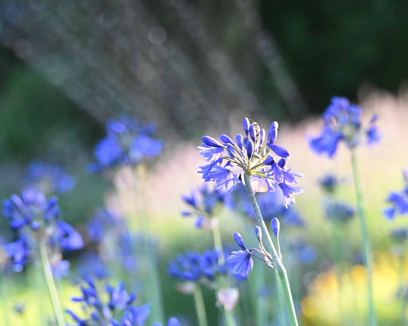 Die afrikanischen Lilien straheln mit ihrem Blau im Abendlicht.