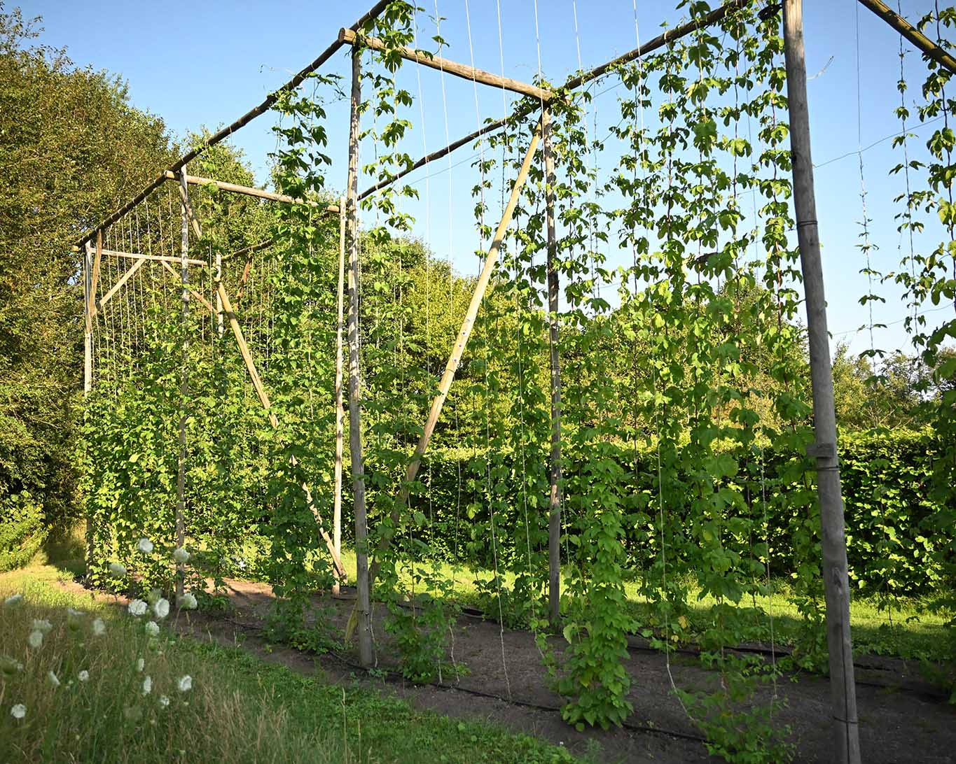 Der Hopfen für das hauseigene Bier der Brauerei von Abdij Berne wächst im eigenen Garten vor den Augen der zukünftigen Konsumenten.