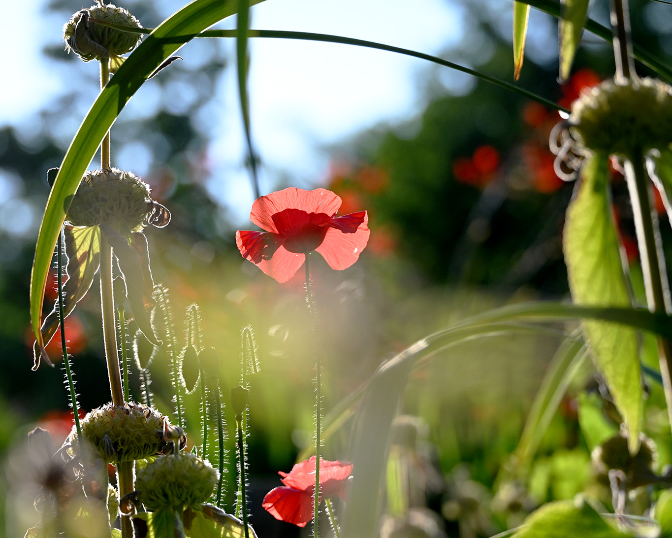 Der Klatschmohn setzt Akzente im Klostergarten der Abdij van Berne.