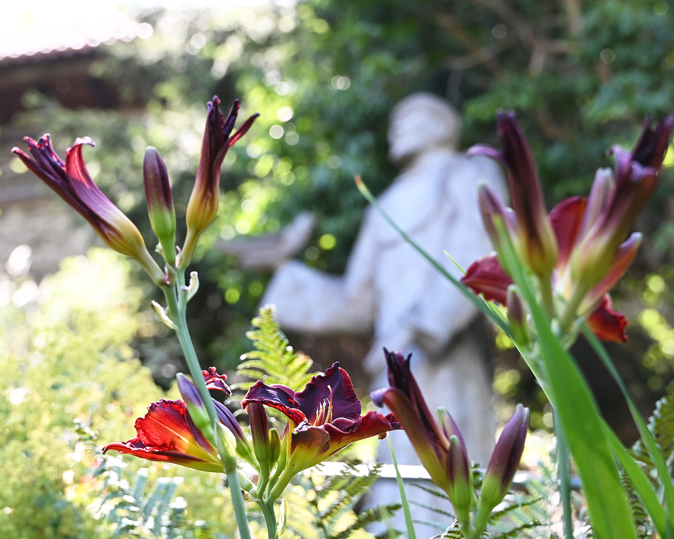 Die biblischen Lilien for der Statue des Heiligen Franziskus im 'Laudatio Si'-Garten.