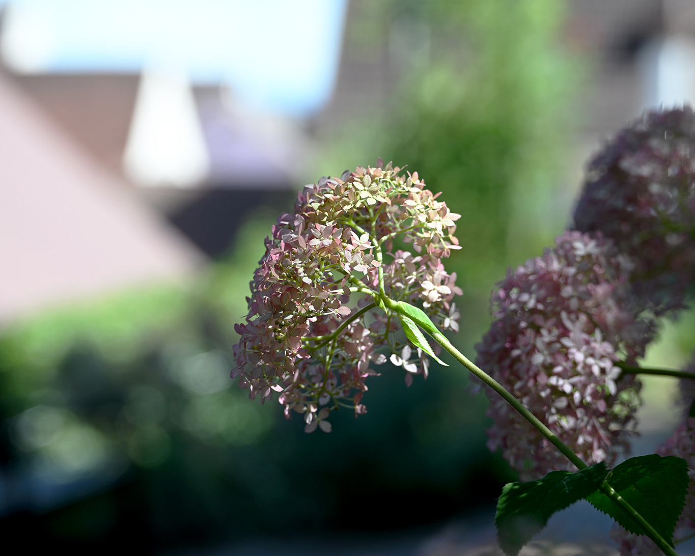 Hortensien in ihrer schönsten Form zieren den Berggarten.