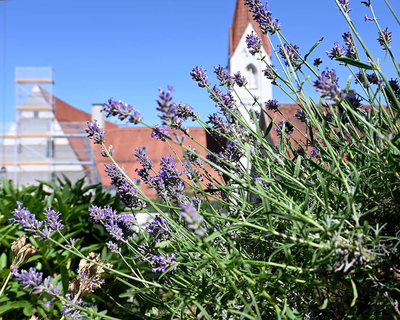 Lavendel ist mittlerweile in jedem Kräutergarten zu Hause- dem Klimawnadel sei es gedankt.