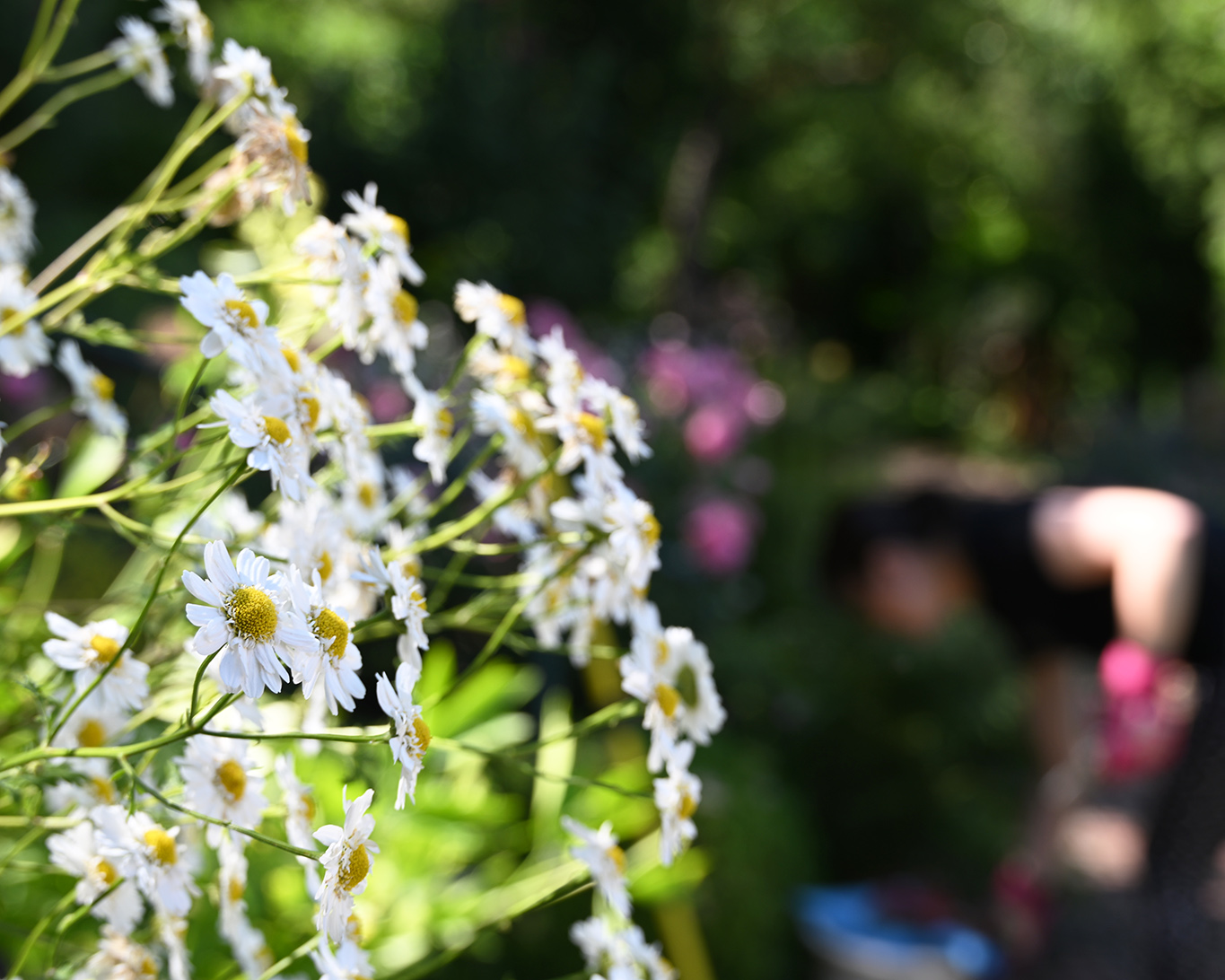 Das Mutterkraut ist in fast jedem Klostergarten zu Hause. So auch bei den Franziskanerinnen.