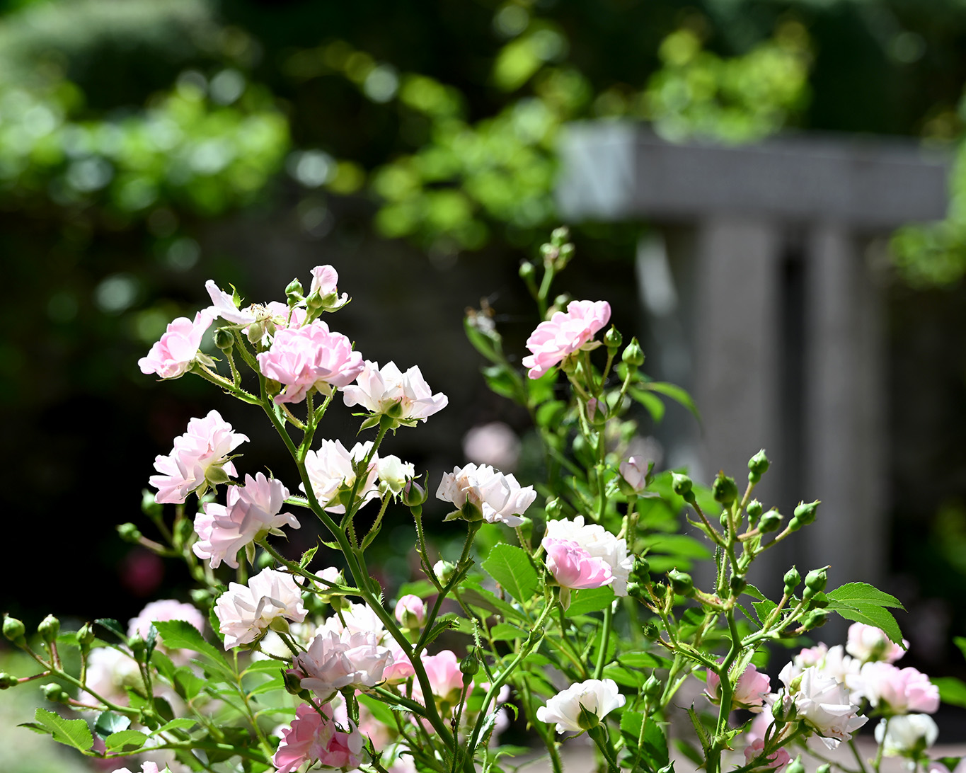 Die Rose als typische Marienpflanze darf in keinem Klostergarten fehlen so auch nicht bei den Franziskanerinnen in Kaufbeuren.
