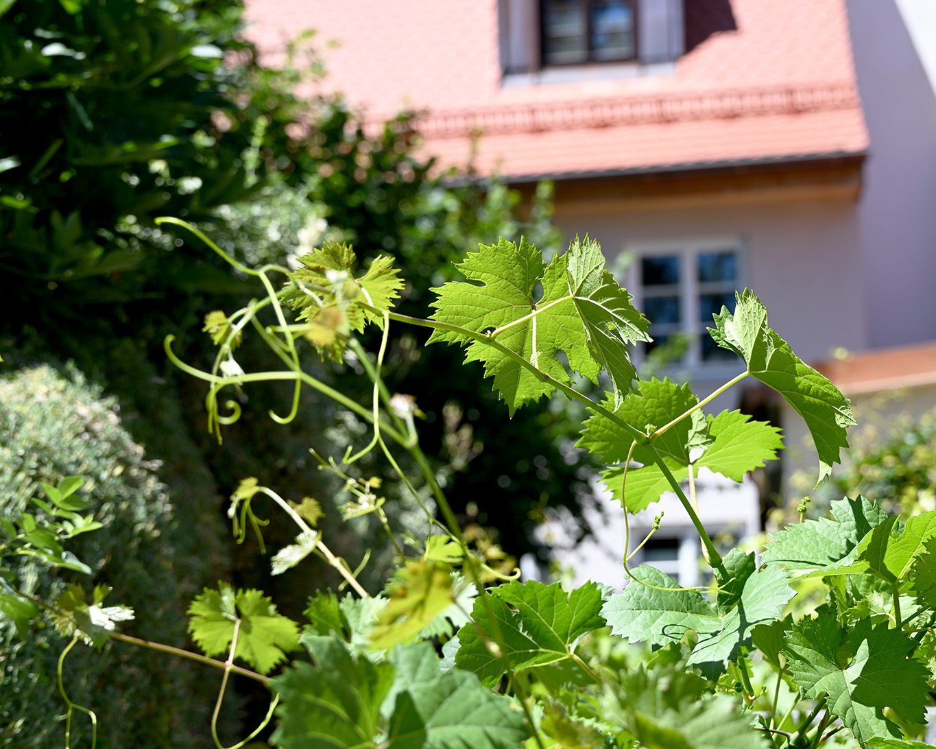 Der Weinstock gehört traditionell zum Klostergarten dazu. Er galt schon immer als göttliches Sinnbild und sichere Einnahmequelee.