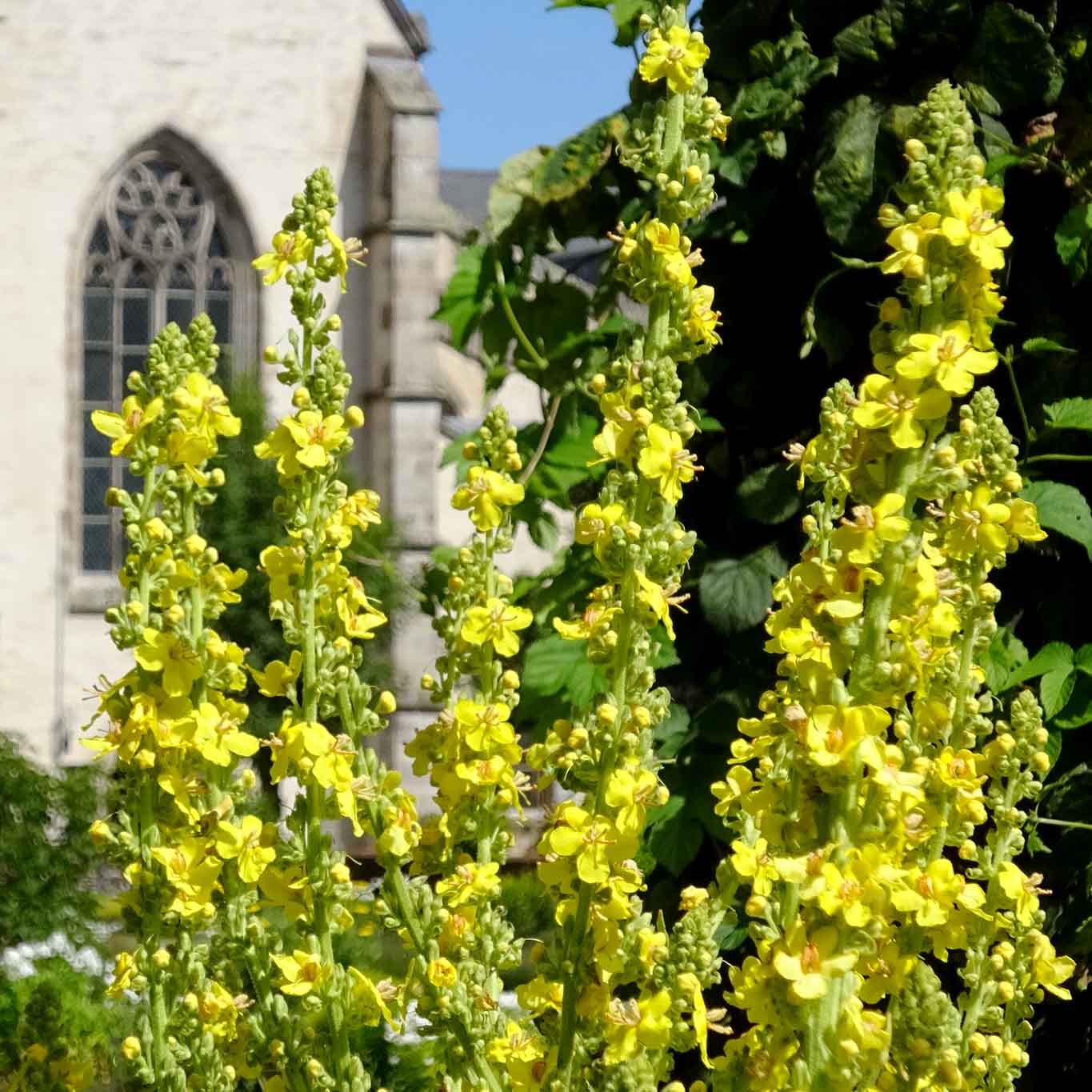 Blühende Königskerzen im Kllostergarten der Abtei Marienstatt im Westerwald.