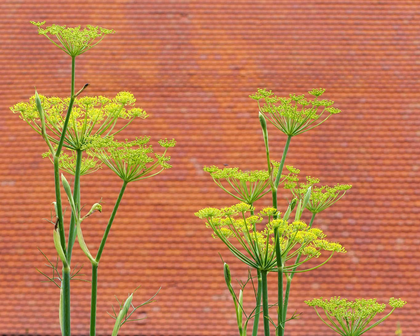 Fenchel mit dem Dach der zehnscheune des Klosters Lorch.
