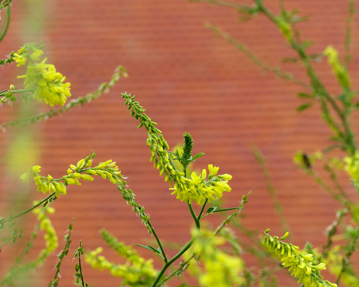 Steinklee im Klostergarten Lorsch