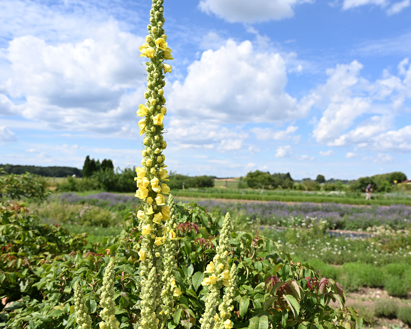 Königskerzen sind beeindruckende Heilpflanzen. Sie schmücken die Felder und Beete, blühen jeden Morgen neu und schenken zugleich mit ihren Blüten heilende Kräfte für die kalte Jahreszeit.