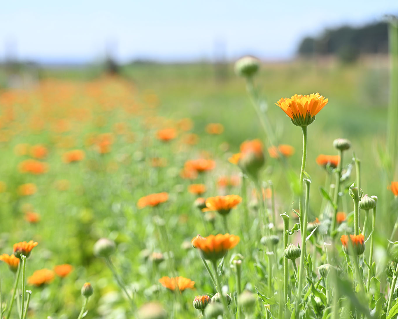 Ringelblumen sind beliebt und sehr begehrt im Kloster Reute. Für den Eigenbedarf und für den Verkauf sind die biologisch erzeugten Blütenköpfe ein wertvolles Gut.