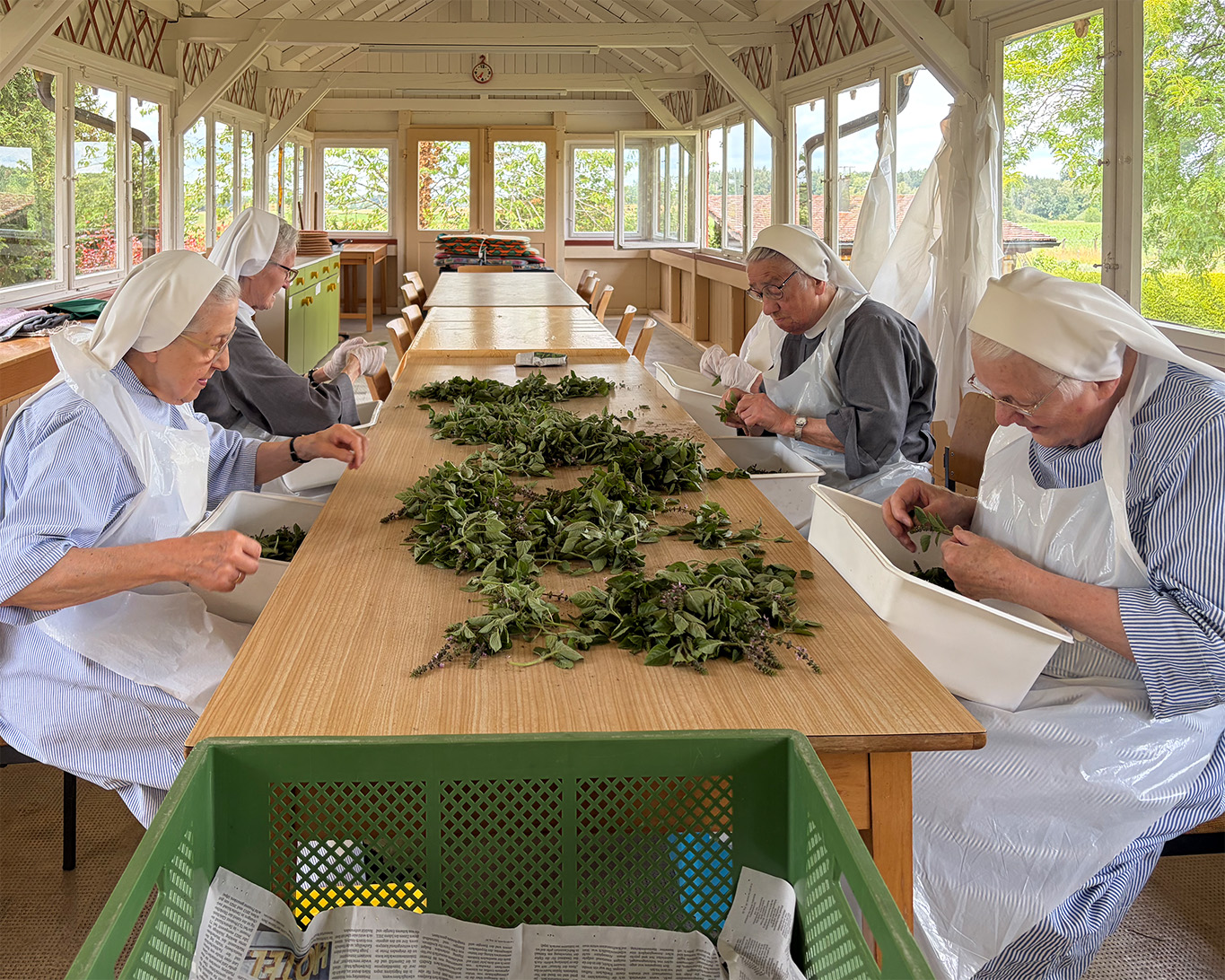 Die frischen Kräuter werden von den Schwestern in mühevoller Handarbeit sortiert und die Blättchen abgezupft. Die Tätigkeit ist freiwillig. Manche 80jährige ist dabei und fühlt sich als wertvolles Mitglied der Gemeinschaft.