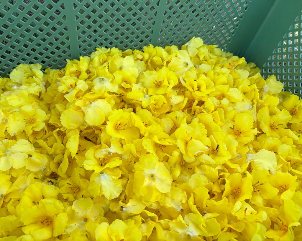 Die frisch gepflückten Blüten der Königskerzen werden gesammelt, bevor sie unter den grossen Dächern von Kloster Reute zum Trocknen ausgelegt werden.
