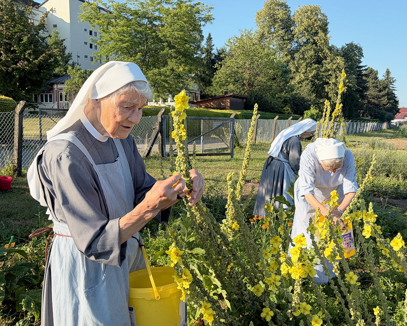 Flinke Hände und jahrzehntelange Erfahrung lassen die Ernte rasch vorangehen. Den Schwestern bereitet das Freude neben einer gewissen Zufriedenheit und Genugtuung.