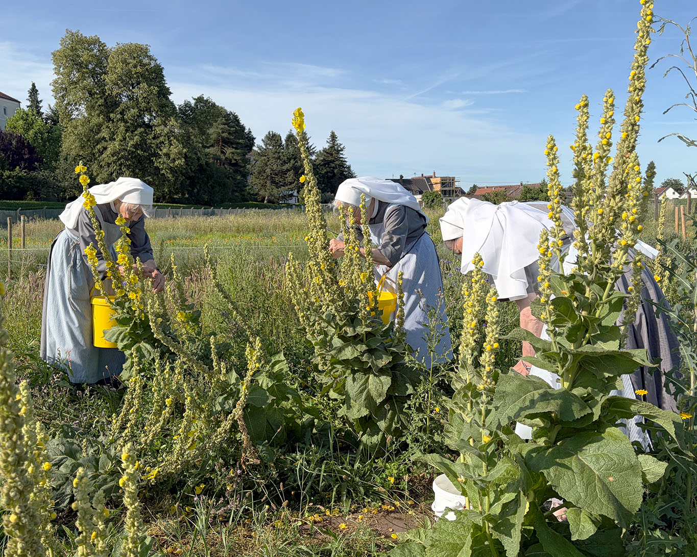 Das Pflücken der Blüten von den Königskerzen ist Handarbeit. Im Kloster Reute wird sie mit Liebe von den älteren Schwestern übernommen.