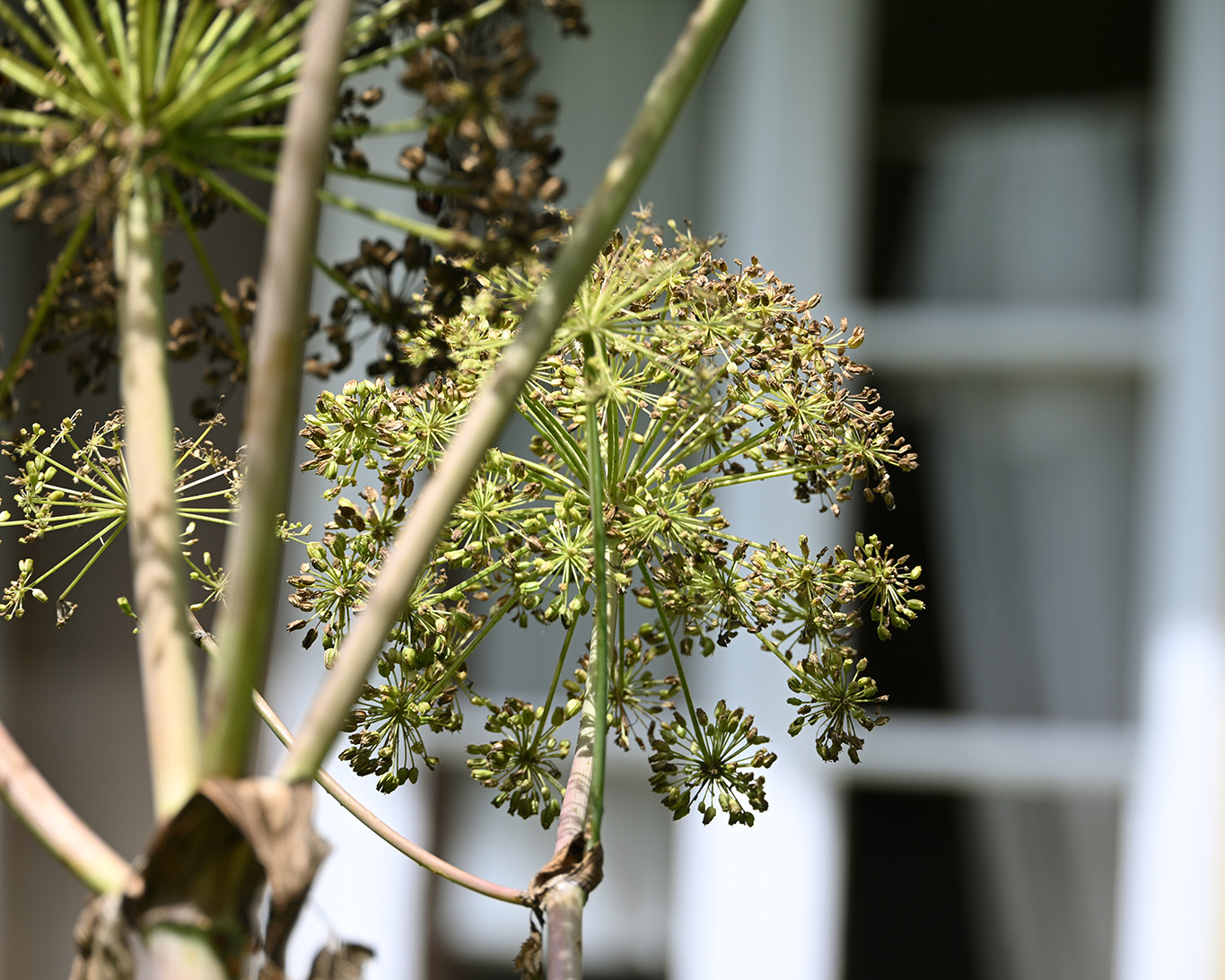 Abgeblühte Angelika vor dem Bienenhaus des Klosters Sießen.