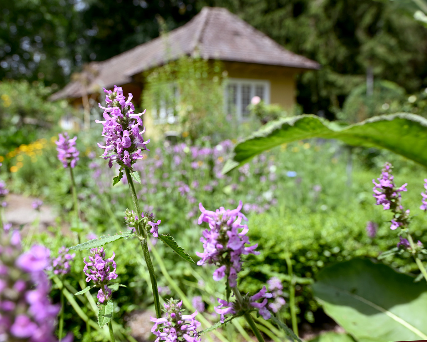 Alte magische Pflanzen wie die Betonie werden im Kräutergarten des Klosters Sießen den Heilpflanzen zugeordnet.