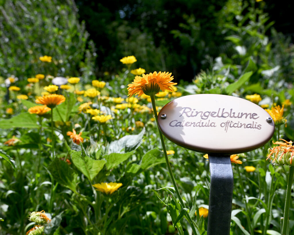 Die Ringelblumen sind beschildert im Franziskusgarten des Klosters Sießen.