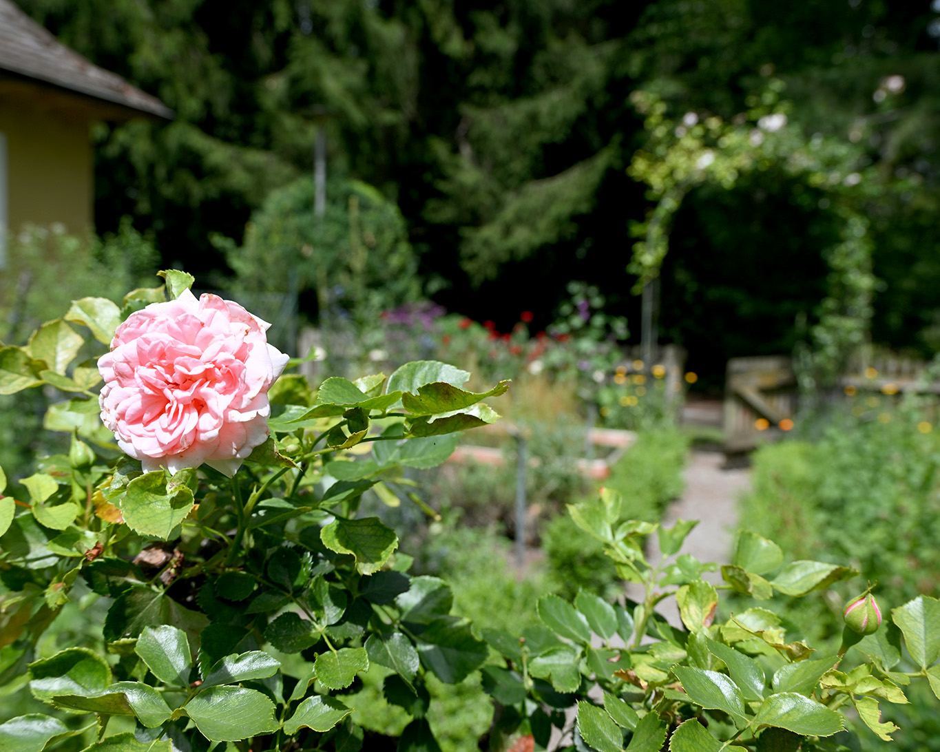 Einsam reckt das Röslein seine Blüte empor im Kräutergärtchen des Franziskusgartens des Klosters Sießen.