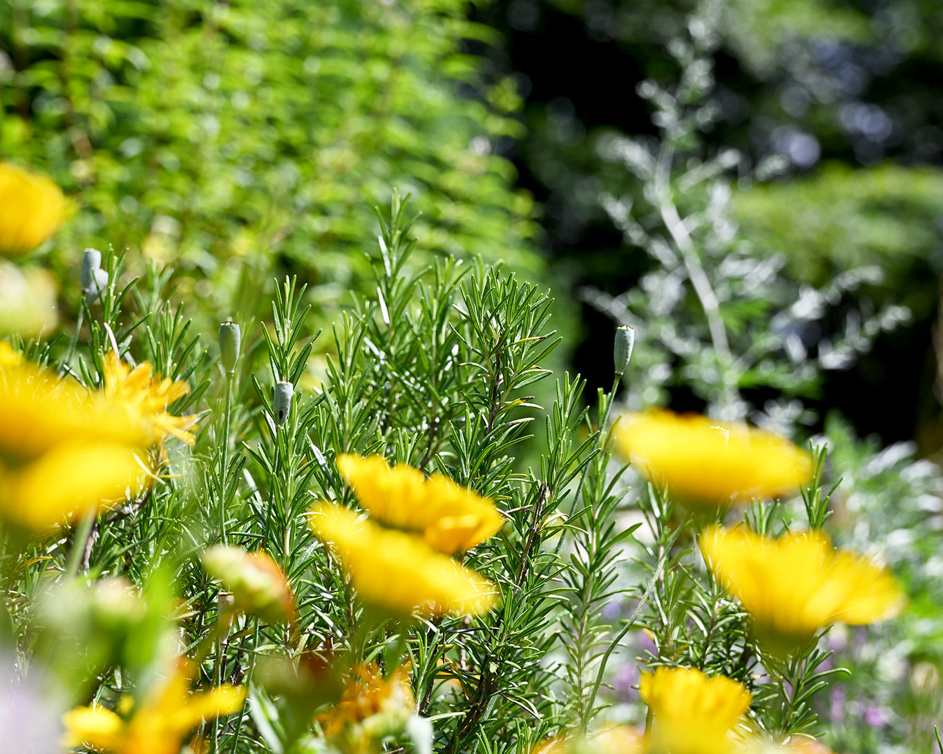 Rosmarin und Ringelblumen im Klostergarten Sießen.