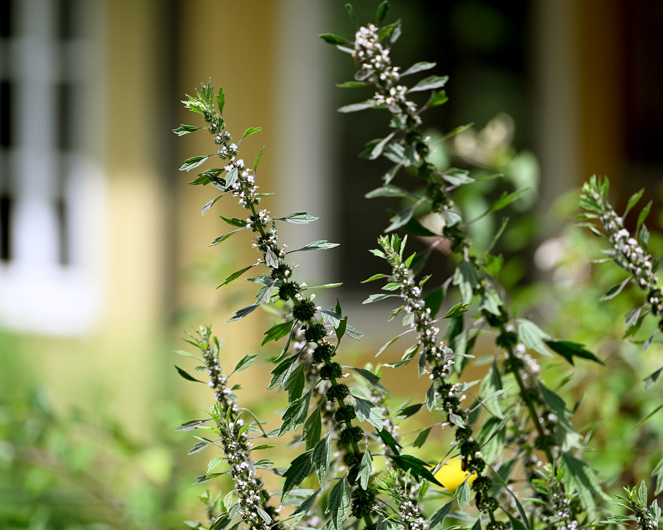 Blühendes Herzgespann vor dem Bienenhaus des Klosters Sießen.