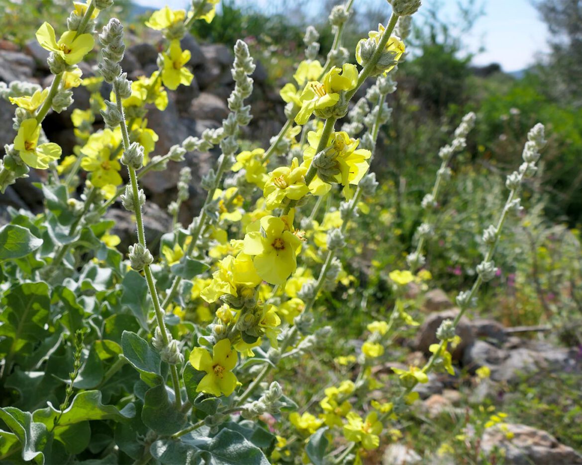 Königskerzen mit ihren eindrücklichen Blüten sind Nahrungsquellen für zahlreiche Insekten und insbesondere für Bienen.