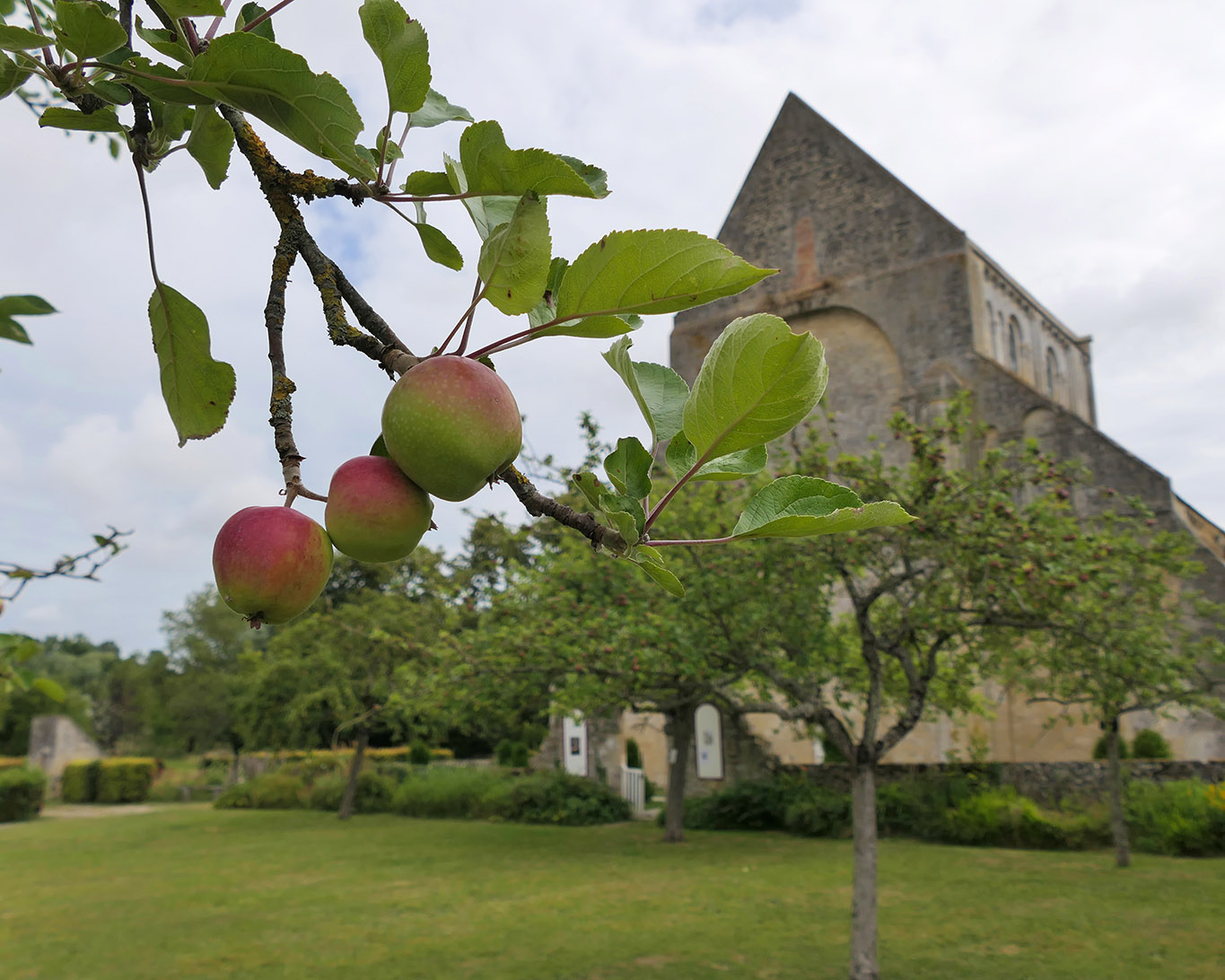 Äpfel sind die in der Normandie allgegenwärtigen Früchte zur Gewinnung von Cidre und Calvados, dem die Mönche oder Nonnen nicht abgeneigt gewesen sein dürften.