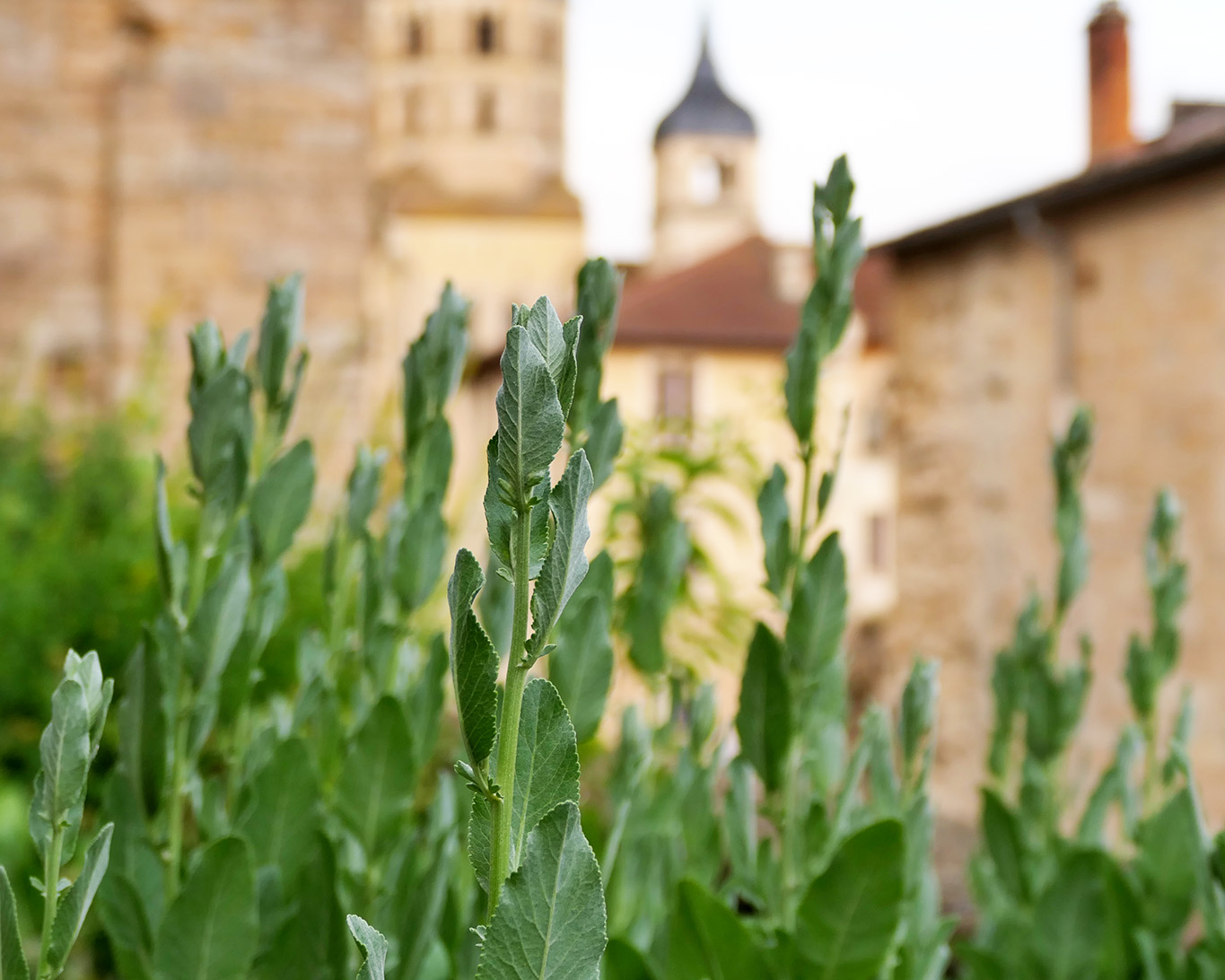 Balsamkraut ist eines der typischen Kräuter eines Heilpflanzengartens besonders der Klostergärten. Kein Wunder, dass es im Heilkräutergarten von Cluny nicht fehlt.
