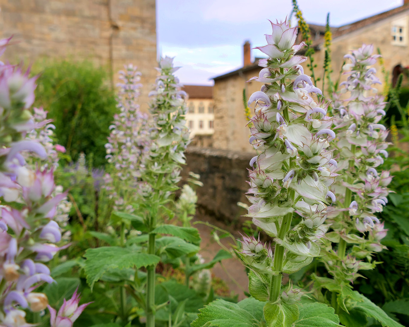 Muskatellersalbei liebte bereits der Gartenmönch Strabo von Reichenau. Wahrscheinlich deshalb haben ihn die Gartenfreunde von Cluny mit in die Beete gepflanzt.