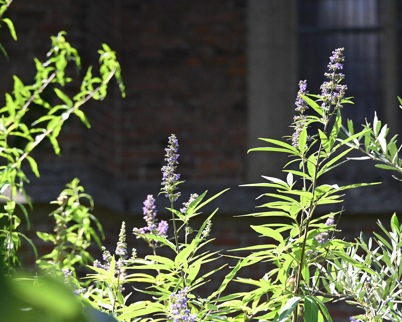 Mönchspfeffer wie es sich für einen Klostergarten gehört. So auch in Kloster Kamp-Lintfort.