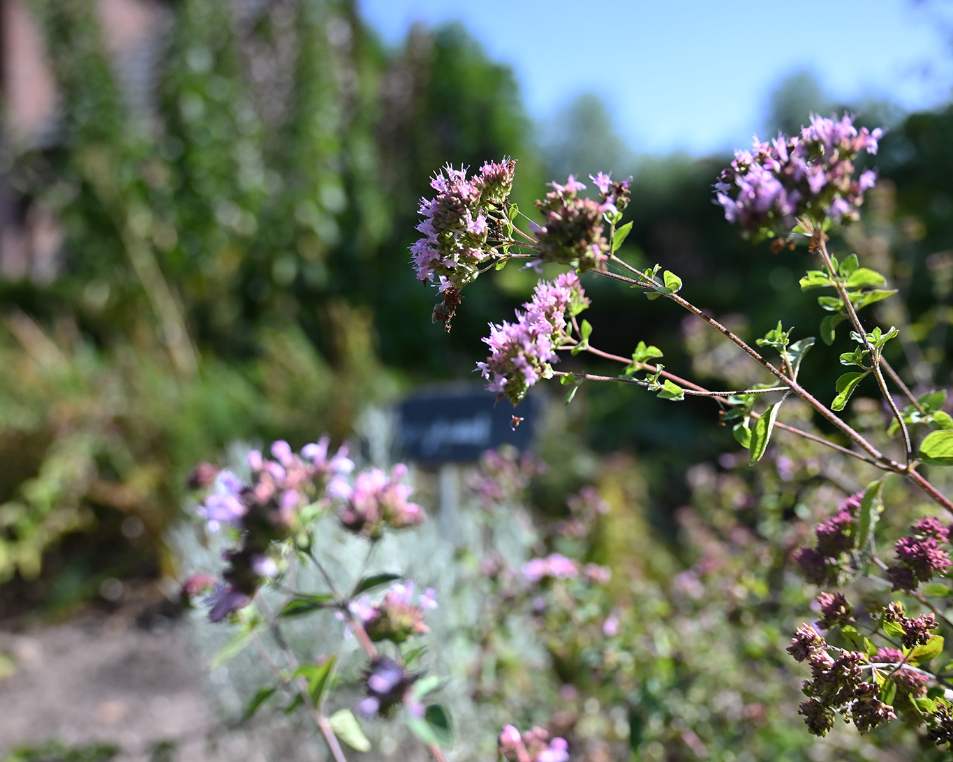 Der Majoran setzt alles dran, dass er auch mal kann, aufs Bild im Knechtsteder Kräutergarten.