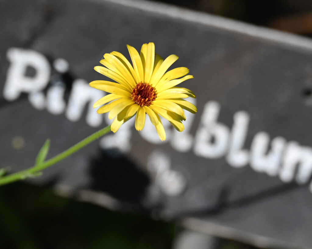 Die Pflanzen im Kräutergarten Knechtsteden sind alle beschriftet. WIe es besonders and er Ringelblume deutlich wird.
