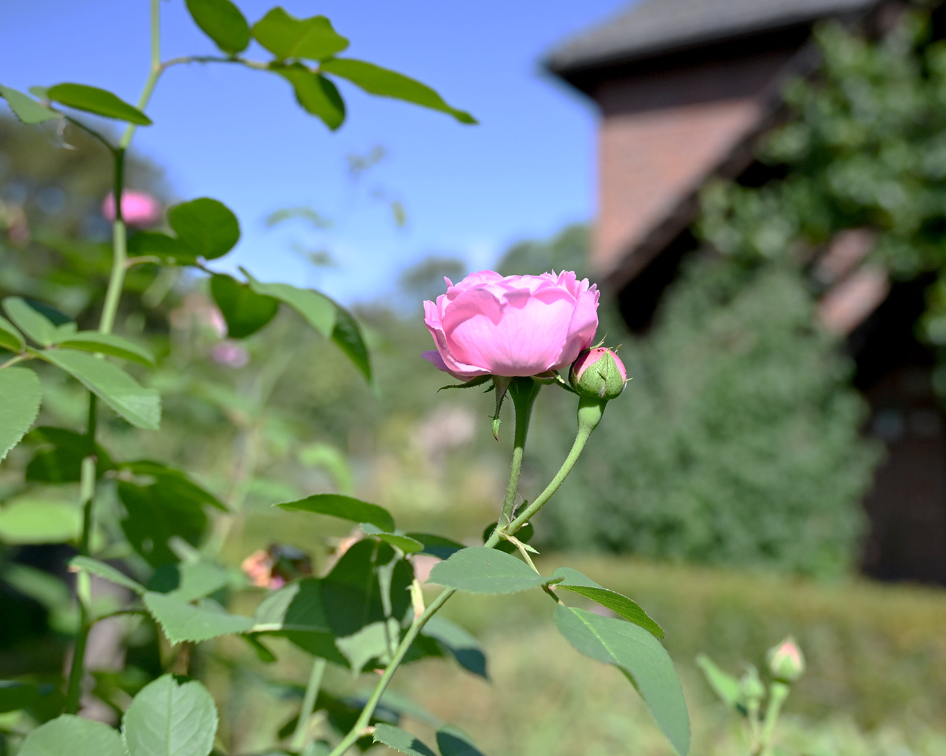 Eine Rose ist eine Rose vor dem Stellwerk des Knechtsteder Klosters.