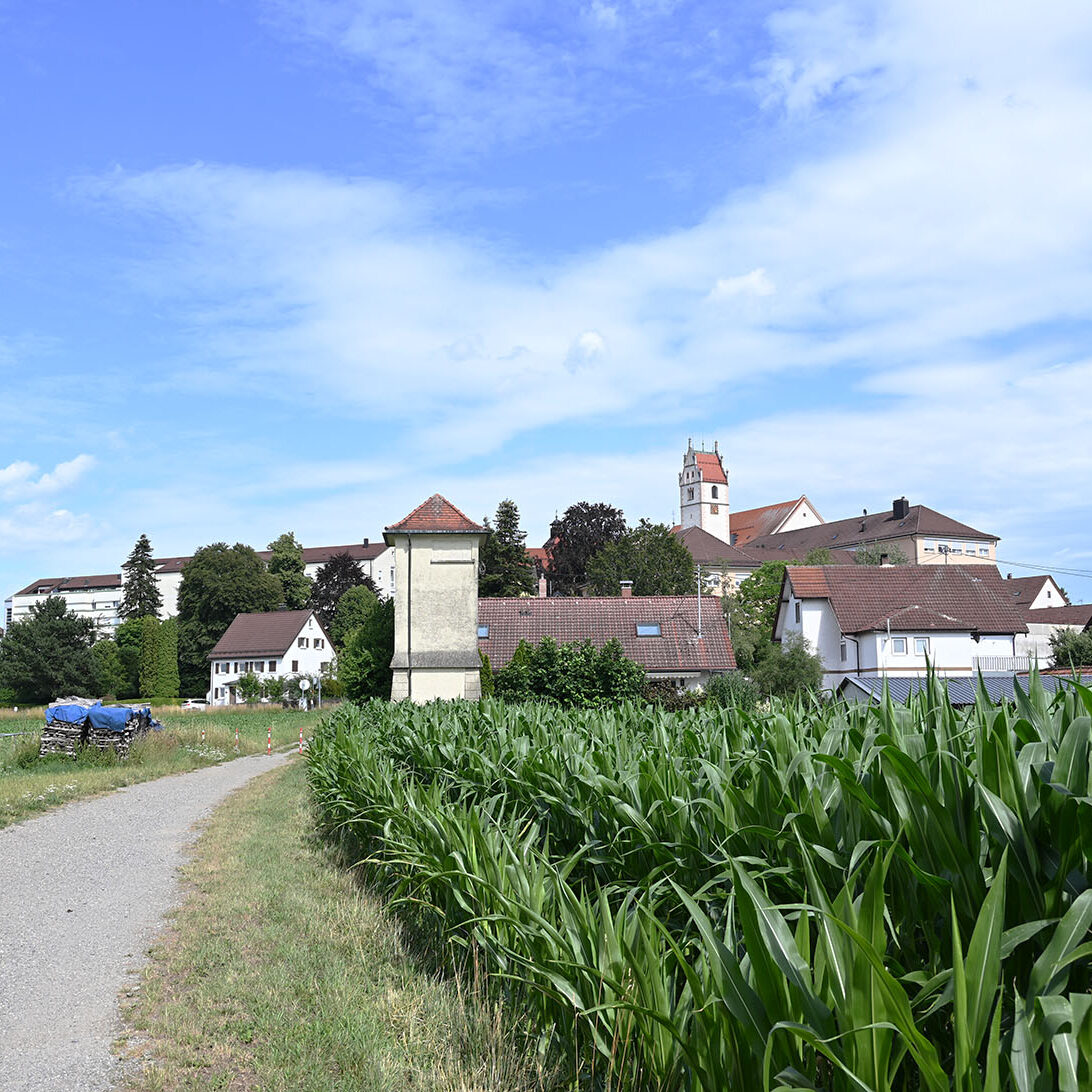 Blick aufs Kloster Reute von Süden mit einem Maisfeld im Vordergrund.