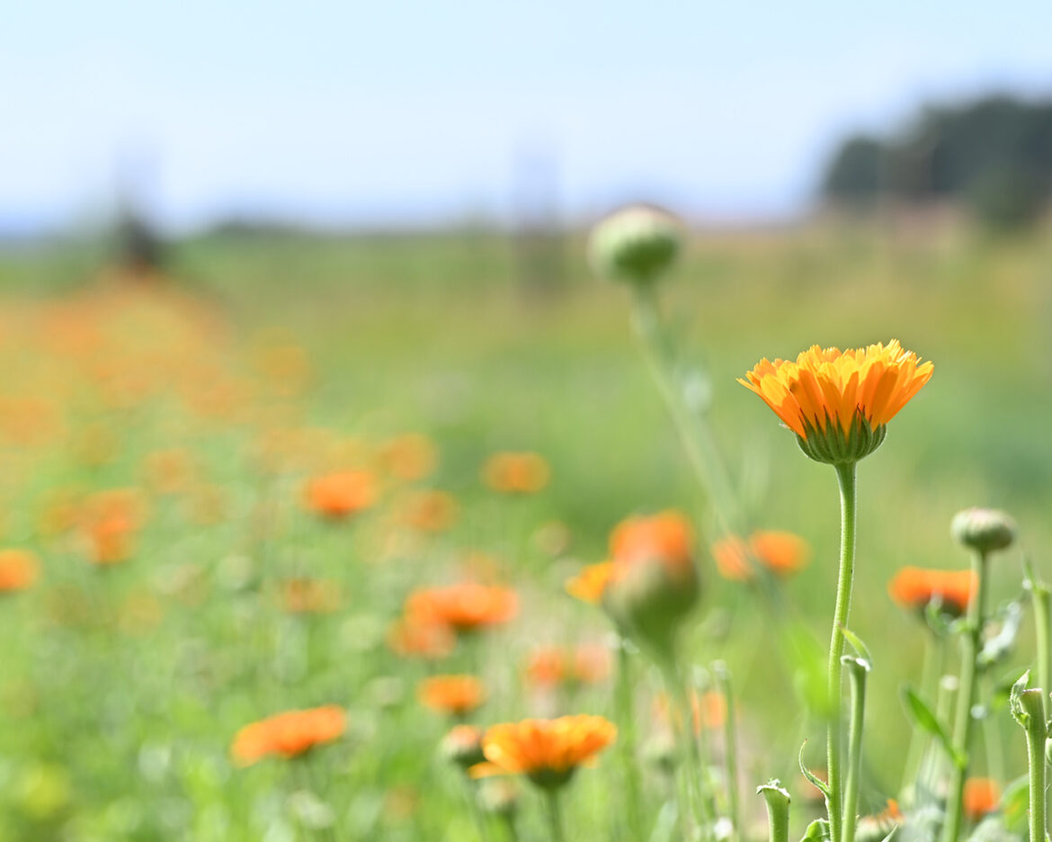 Ringelblumen