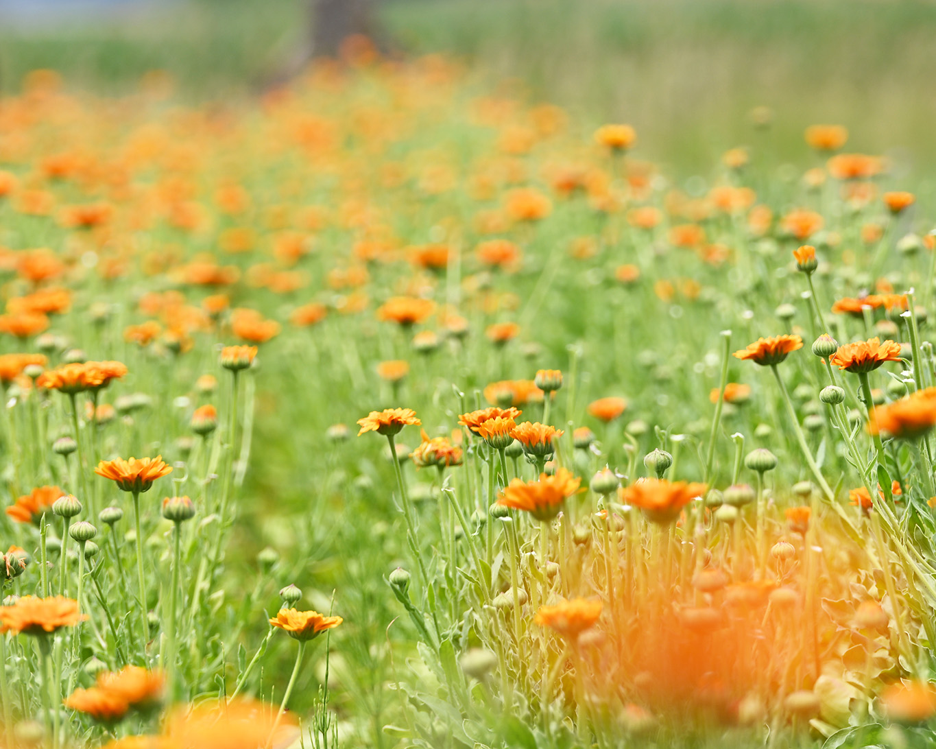 Ringelblumen im Feld biologisch angebaut von den Schwestern des Klosters Reute.