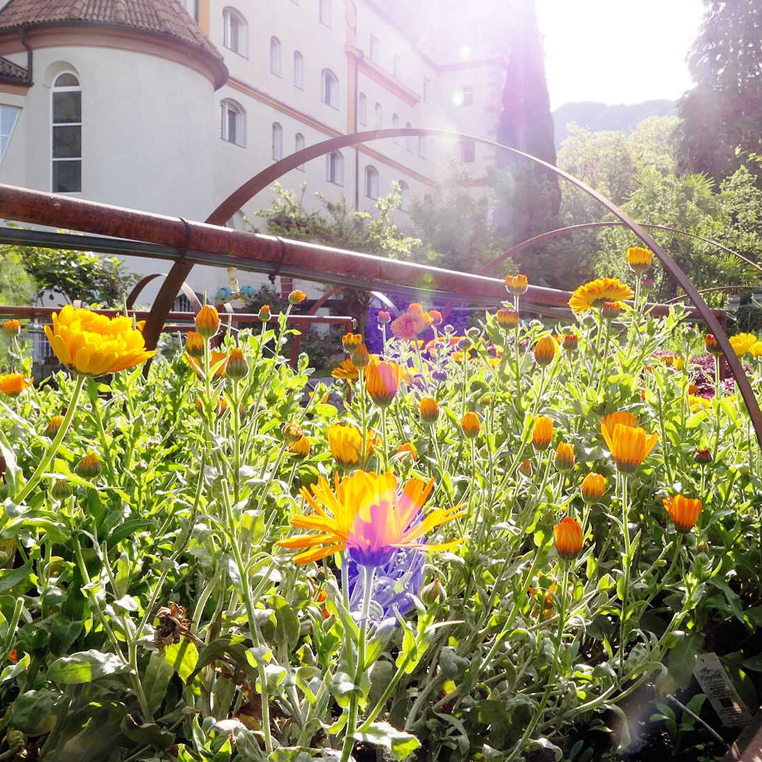 Im Gegenlicht sind die Ringelblumen auch attraktive Bewohnerinnen des Klostergartens.
