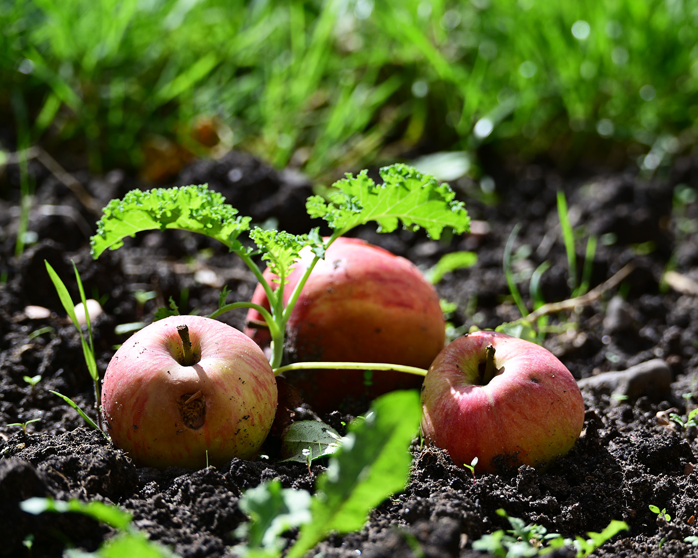 Obst und Gemüse für die kleine franziskanische Gemeinschaft wächst im Überfluss in ihrem Klostergarten.