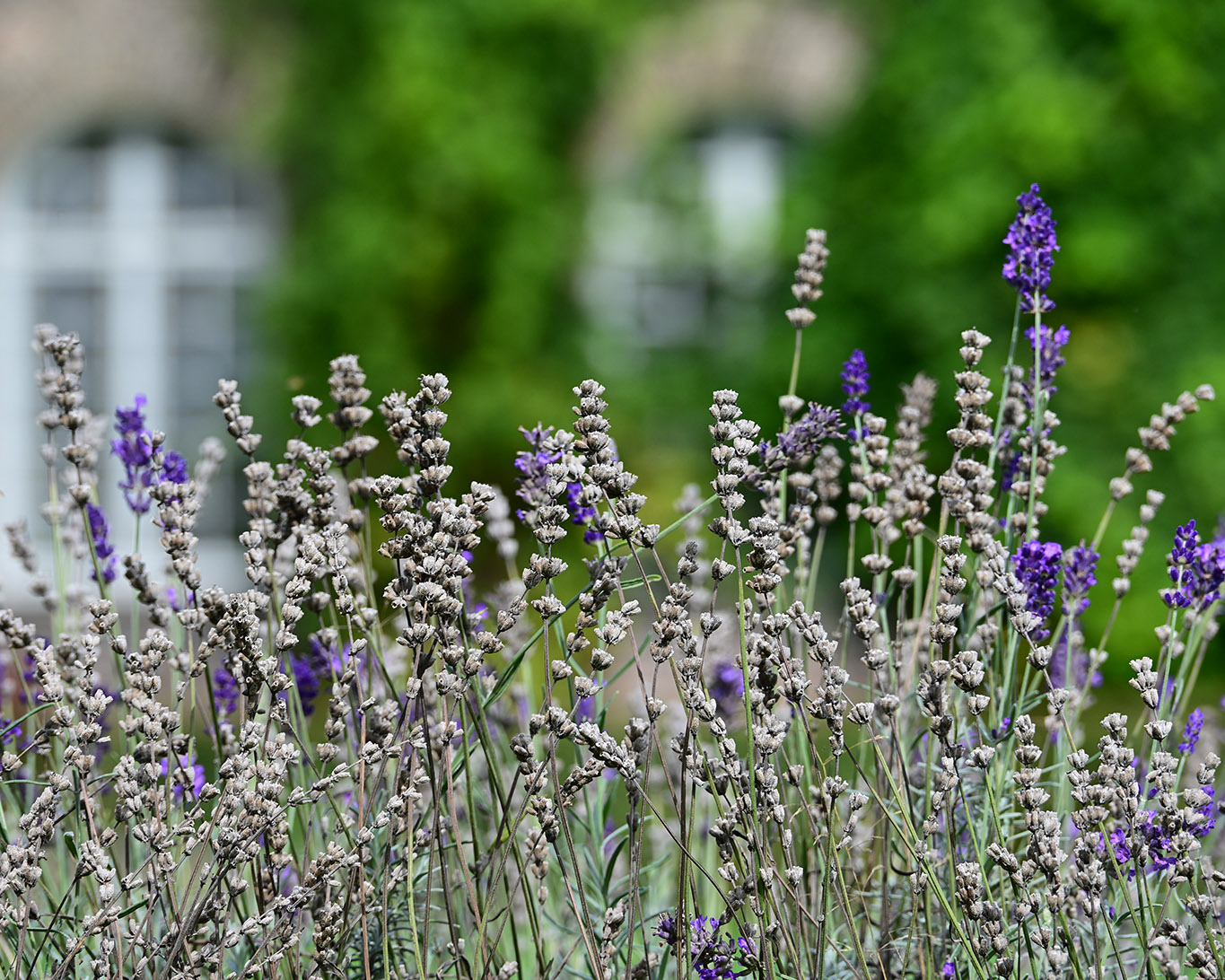 Lavendel ist dank des Klimawandels mittlerweile auch in Holland als Gartenbepflanzung angekommen. Dem konnten sich die Franziskaner von Megen nicht enthalten.